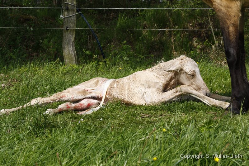 Hjoerdis 11 Min alt (5).JPG